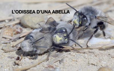 L’odissea d’una abella